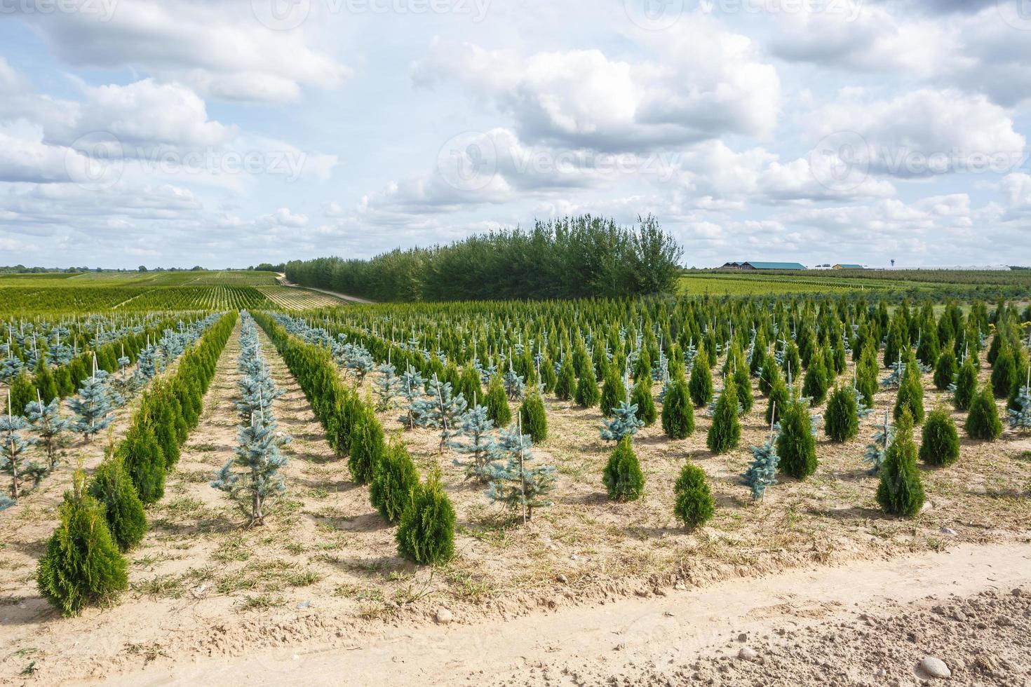 rows of young conifers in greenhouse with a lot of plants on plantation photo