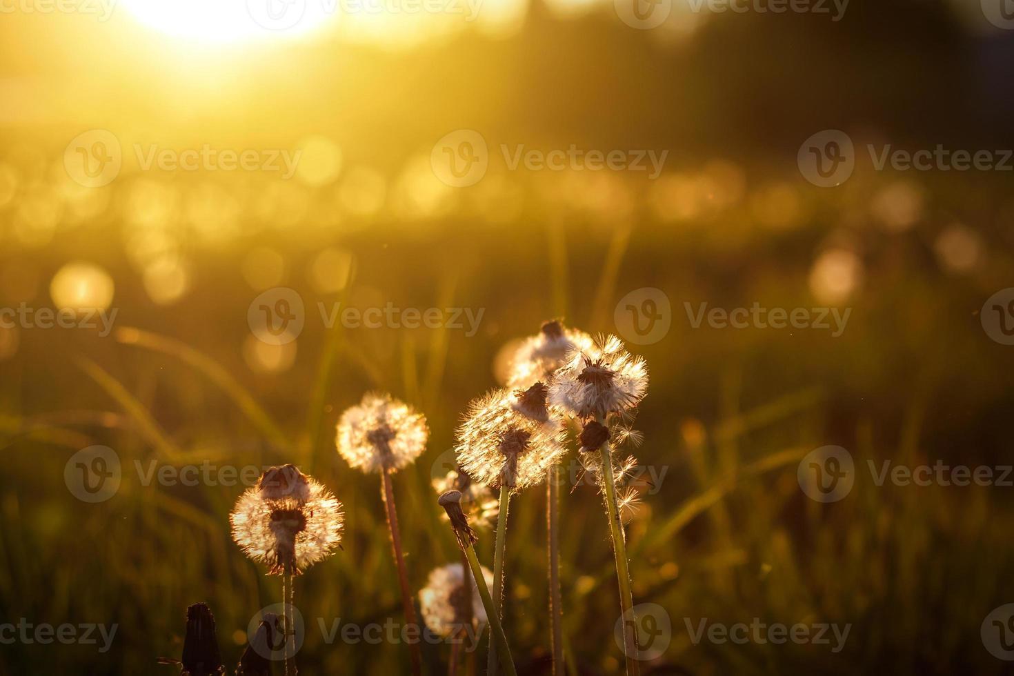 dandelions in the golden rays of the setting sun as nature background photo
