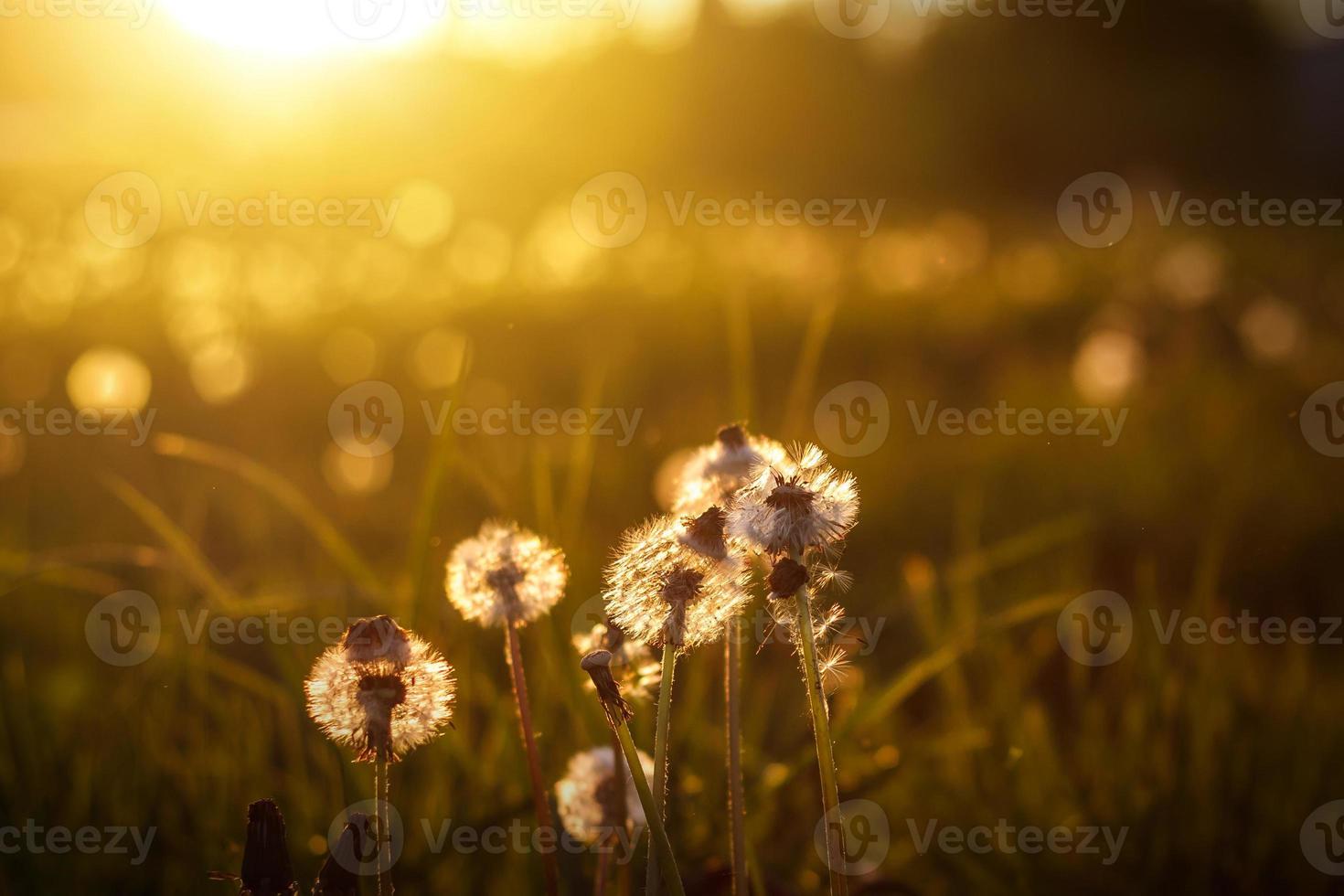 dandelions in the golden rays of the setting sun as nature background photo