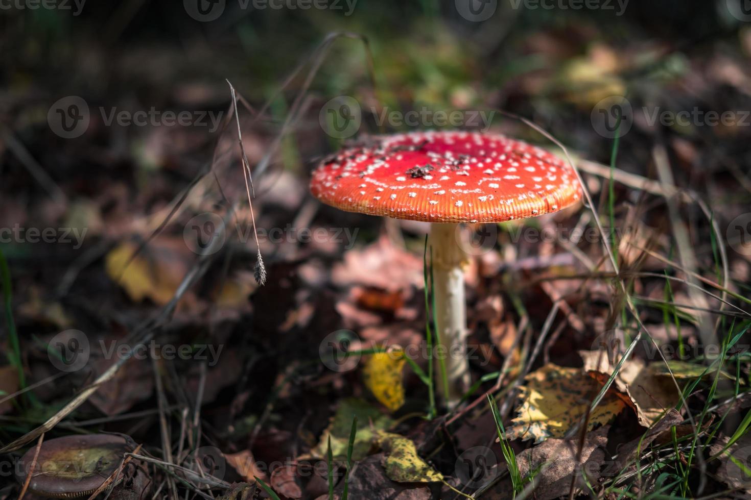 Amanita muscari. Toxic and hallucinogen beautiful red-headed mushroom Fly Agaric in grass on autumn forest background. source of the psycho-active drug Muscarine photo