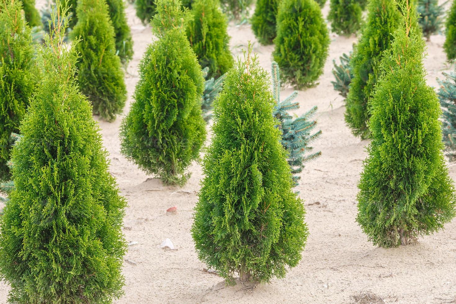 hileras de coníferas jóvenes en invernadero con muchas plantas en plantación foto