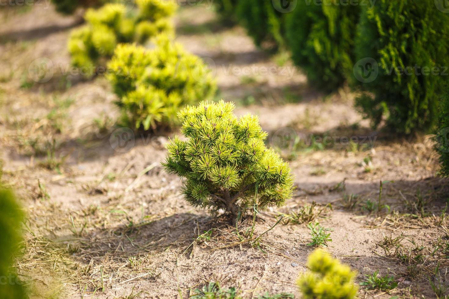 hileras de coníferas jóvenes en invernadero con muchas plantas en plantación foto