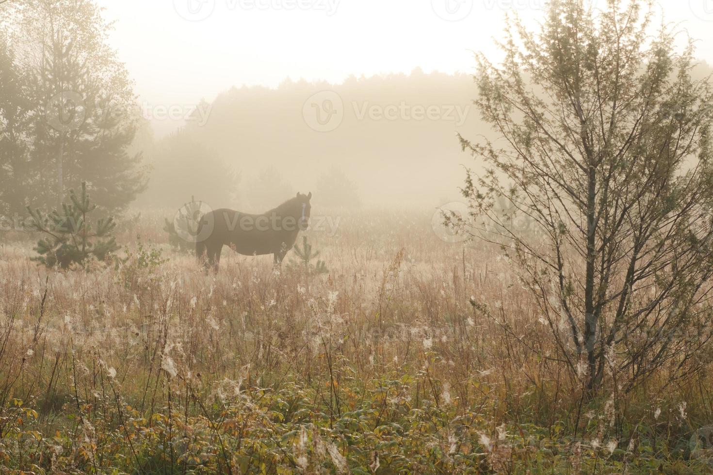 brown horse walking in the morning on a meadow in the mist fog photo