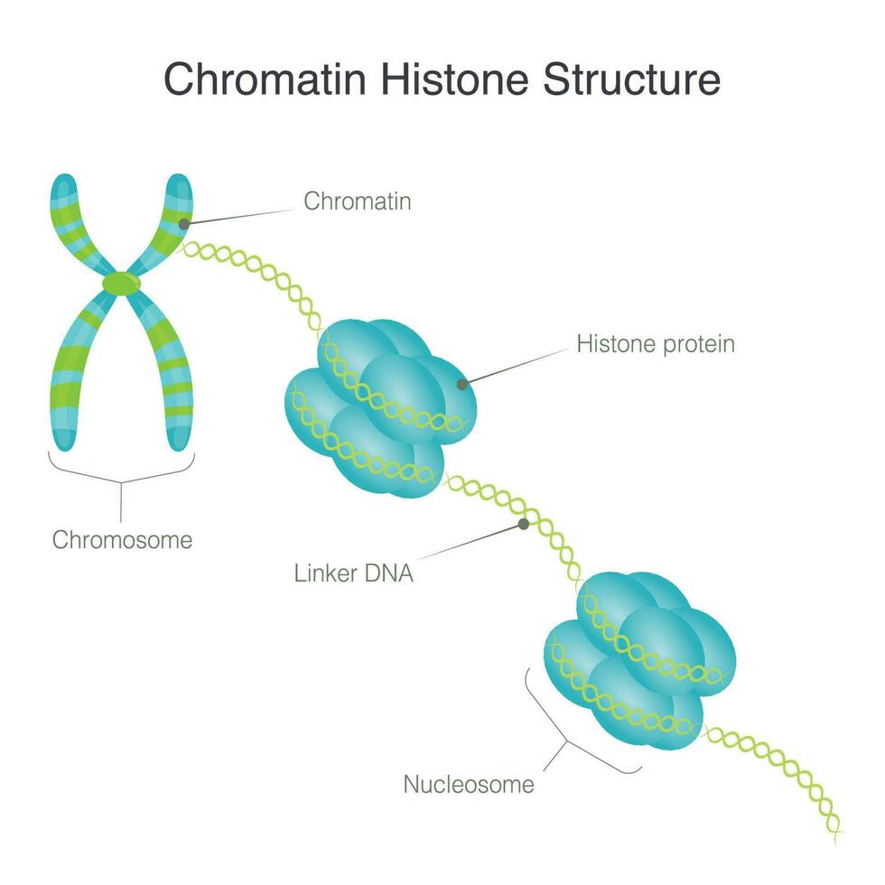 Chromatin histone structure vector