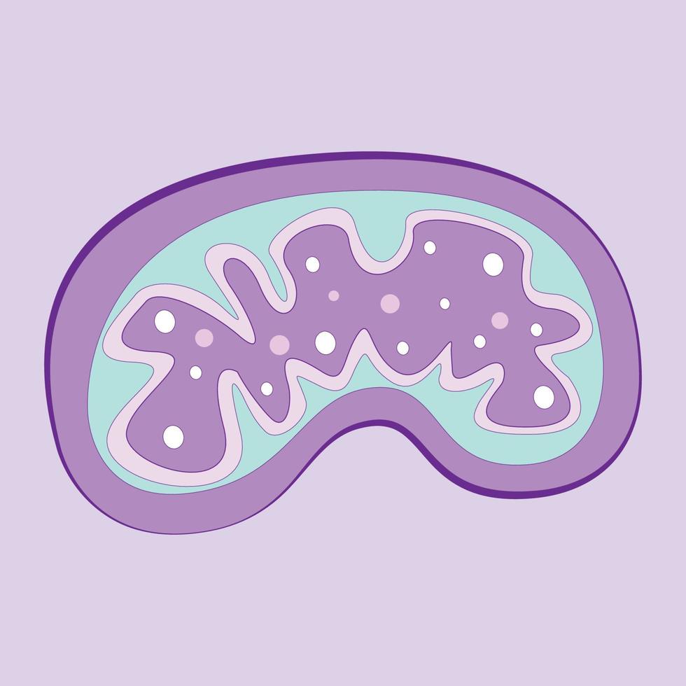 Mitochondria flat vector illustration background