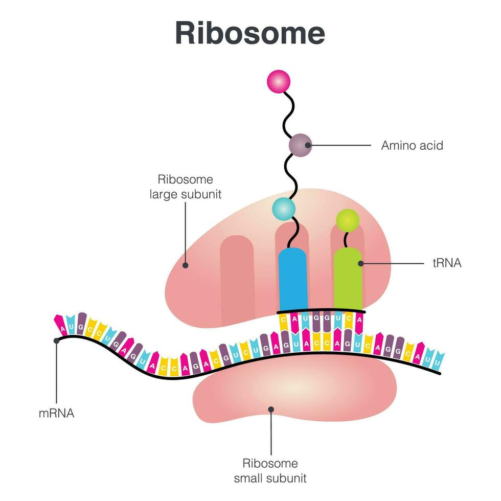 Ribosome translating mRNA diagram vector