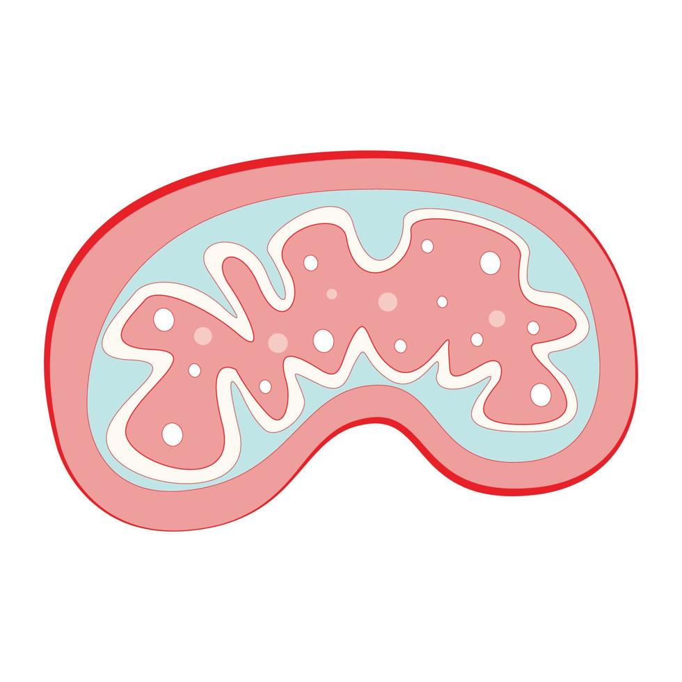 Mitochondria flat vector illustration background