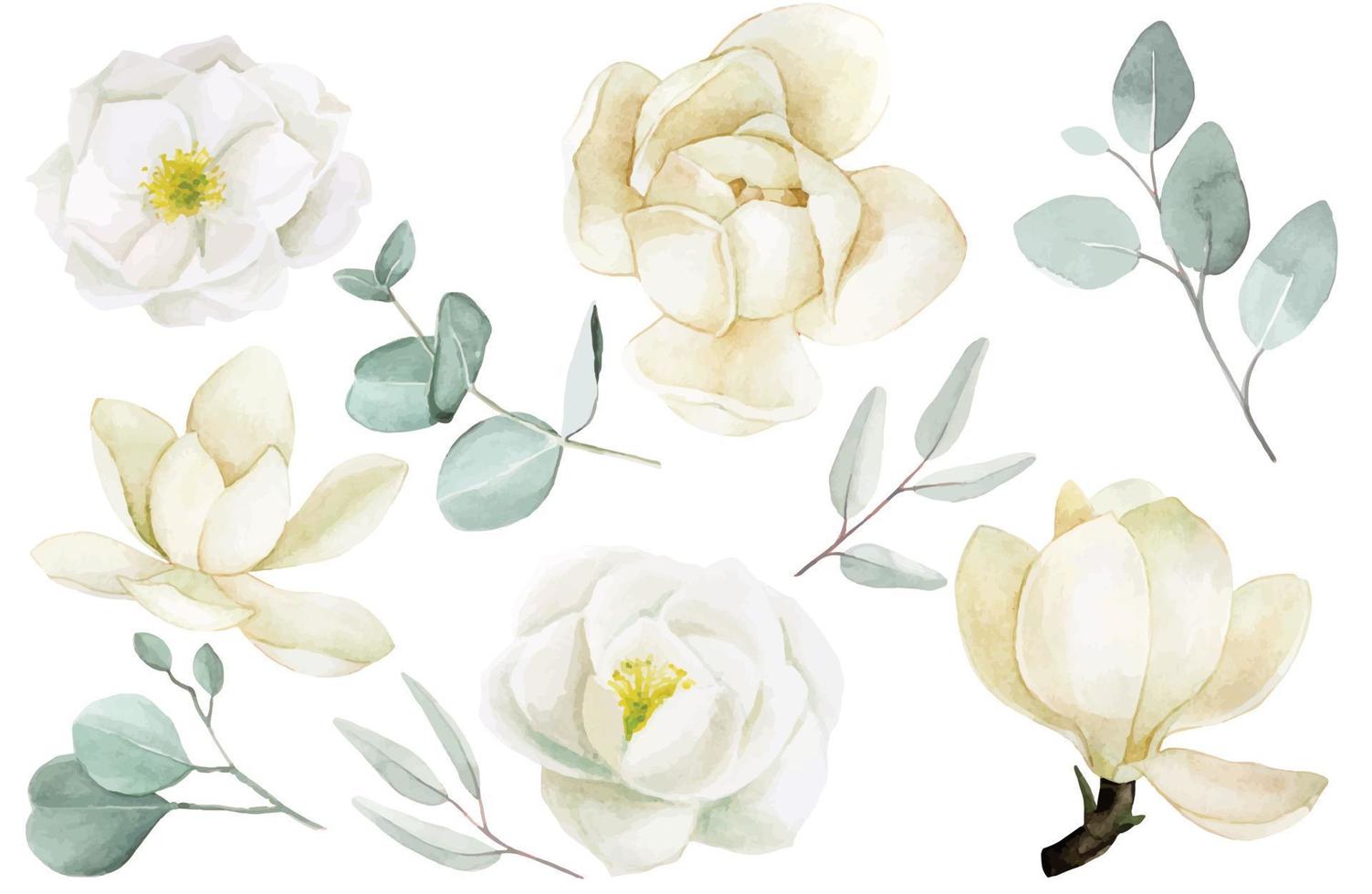 watercolor drawing. set with white flowers and leaves. delicate illustration with magnolia and rose flowers, eucalyptus leaves. vector