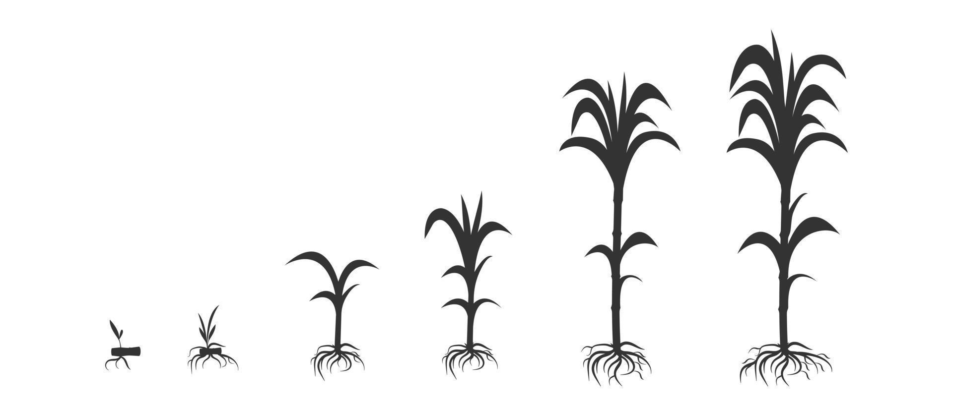 Sugar cane growth in biology. Harvest ripening infographic in the form of black silhouette. vector