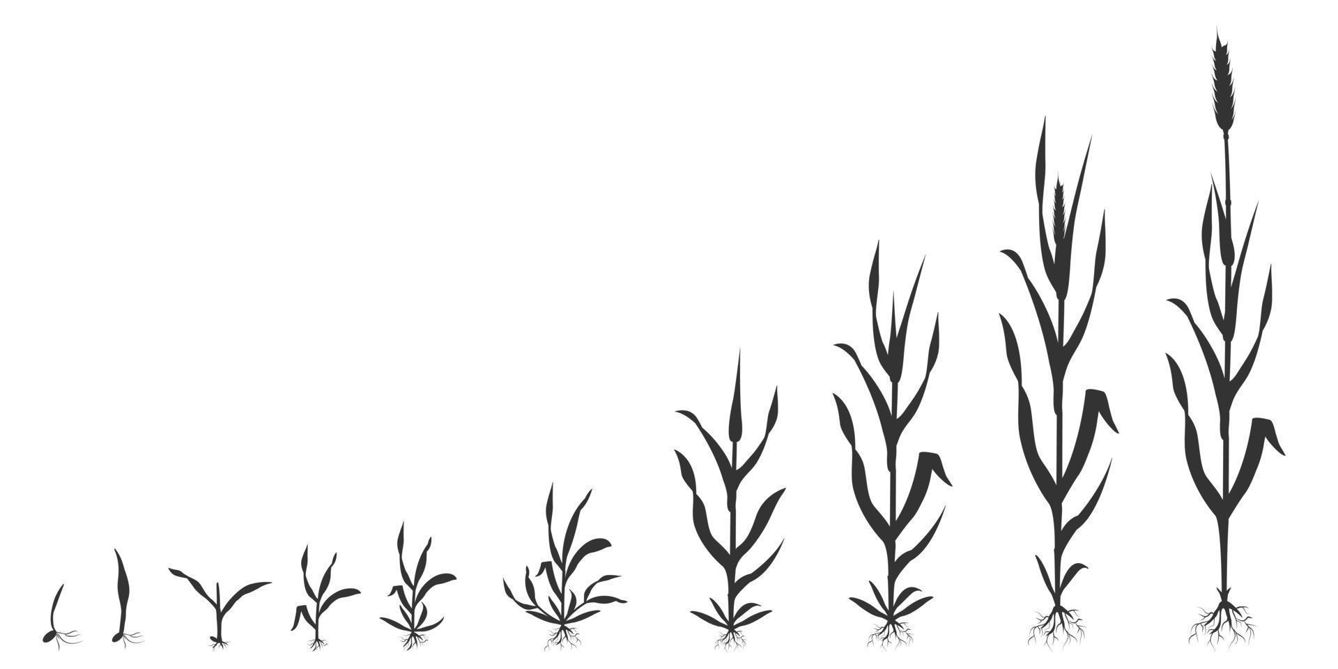 Process of growing wheat in stages. Grain germination infographic black silhouette illustration. vector