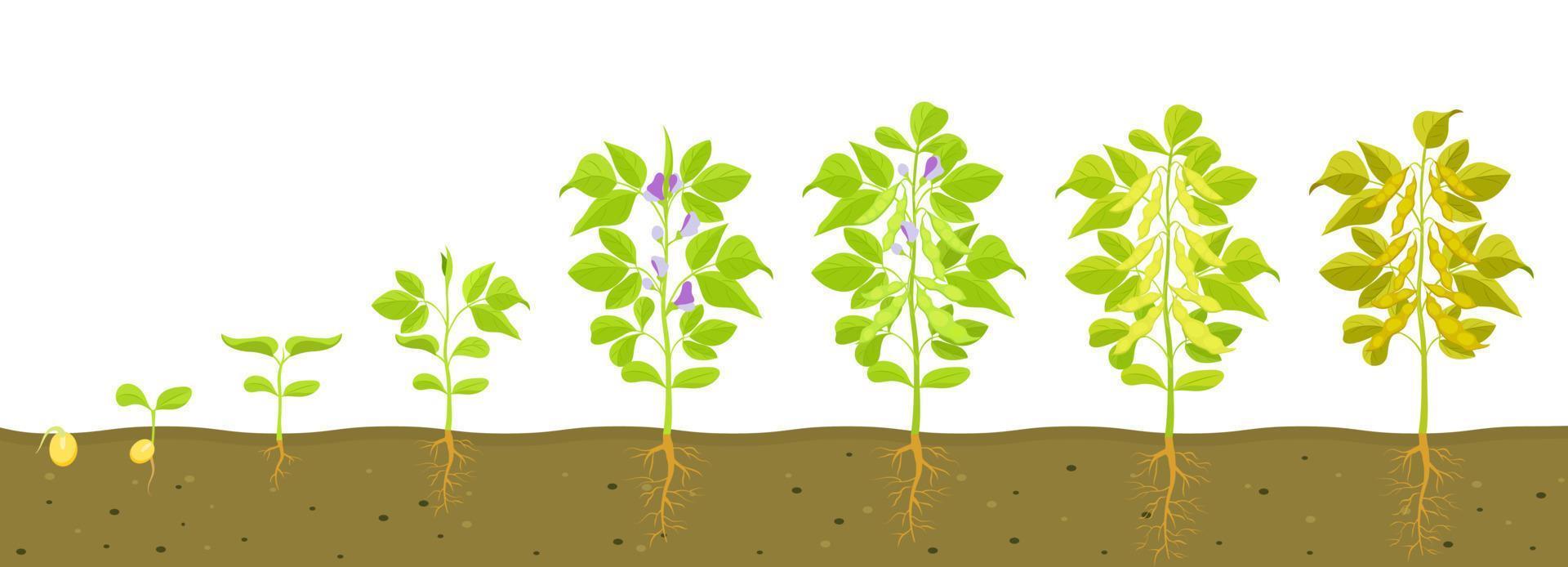 ciclo de crecimiento de la soja en el suelo. ilustración vectorial de leguminosas germinadas. vector