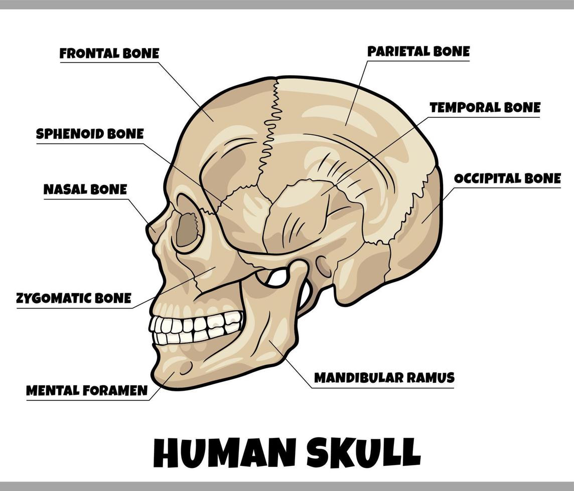 ilustración de diagrama de anatomía de huesos de cráneo humano vector