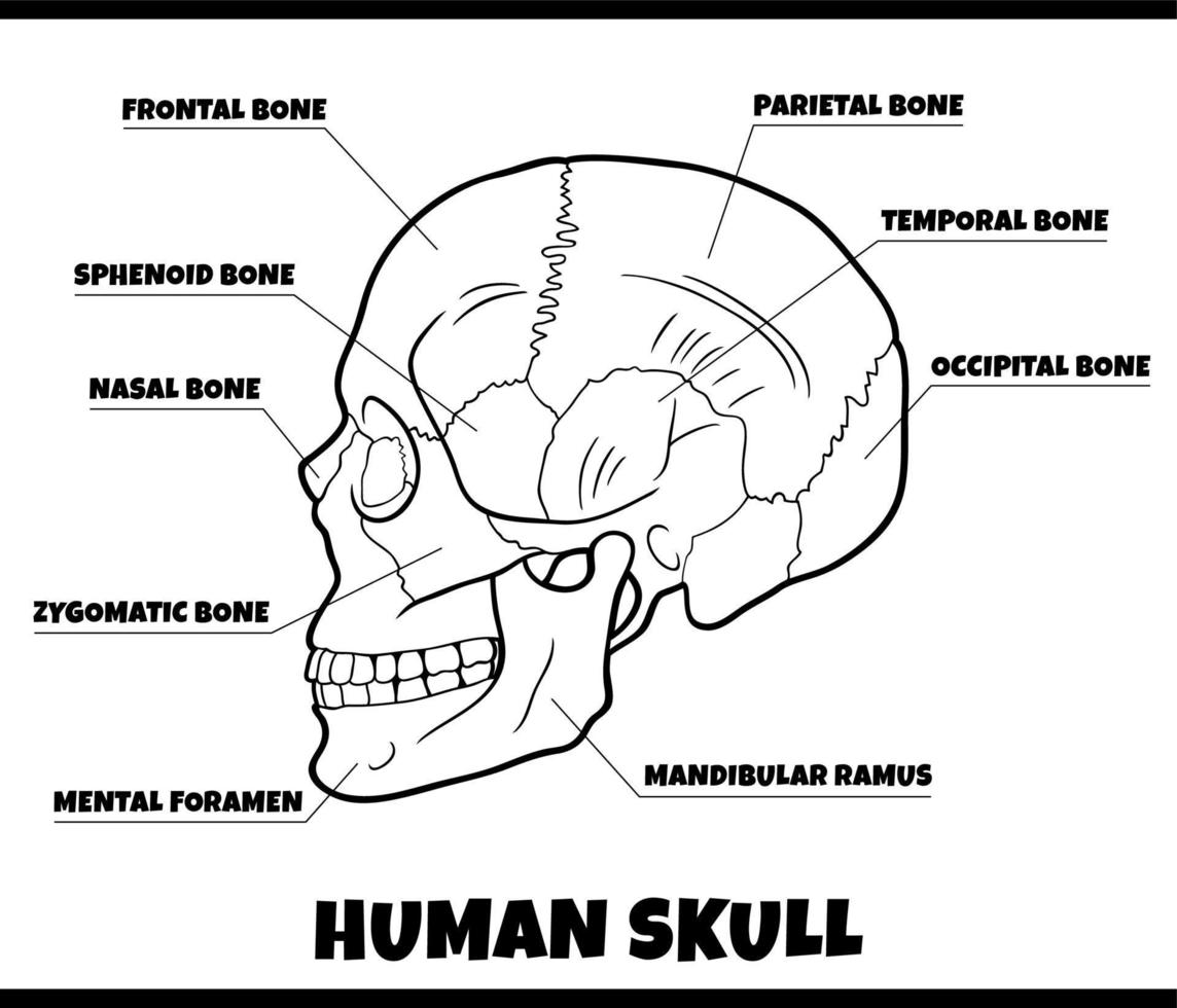 ilustración de diagrama de anatomía de huesos de cráneo humano vector