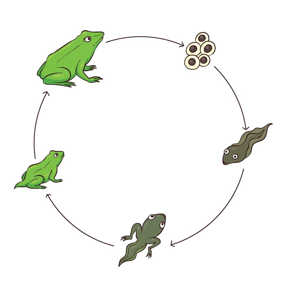 frog metamorphosis vector illustration 1