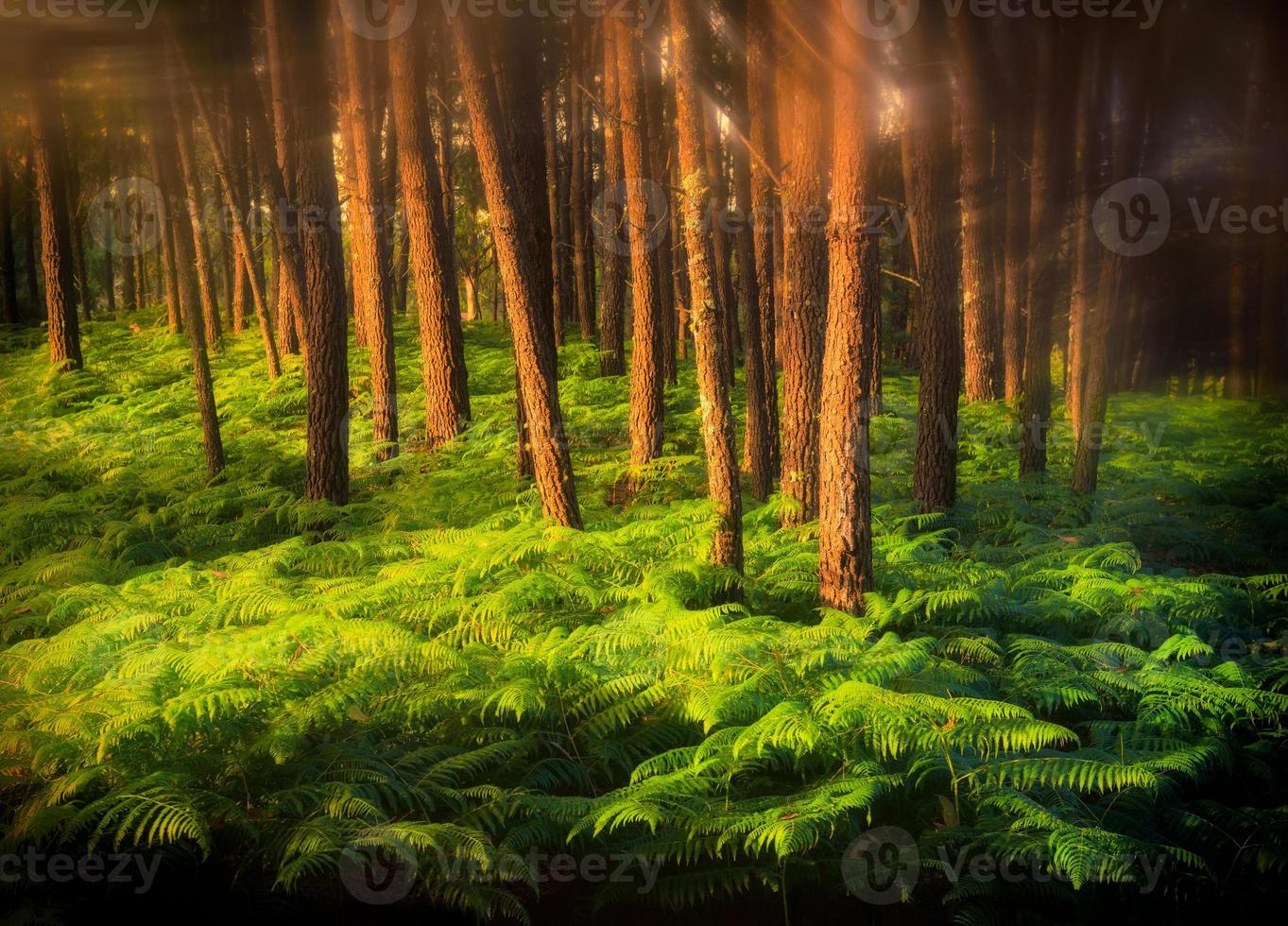 bosque de helechos de ensueño foto