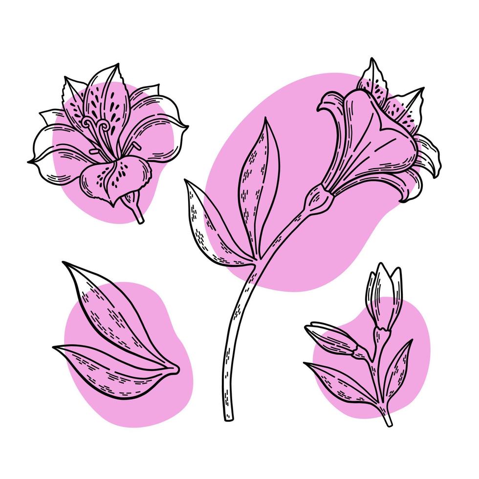 Alstroemeria black and white set with purple amoeba shape forms isolated on white background botanical line art vector illustration