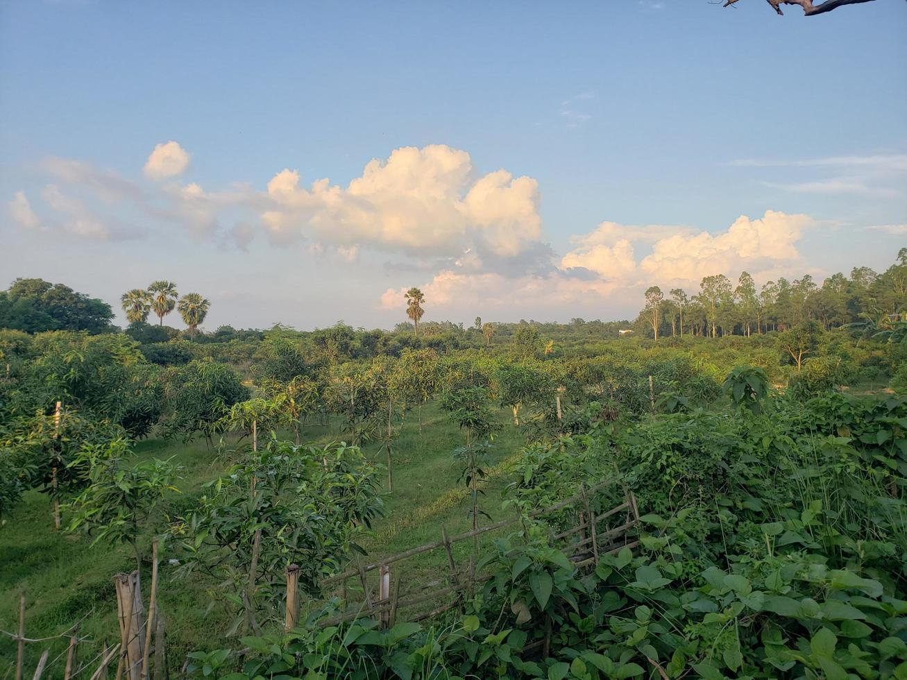 Very Big Mango Orchard photo