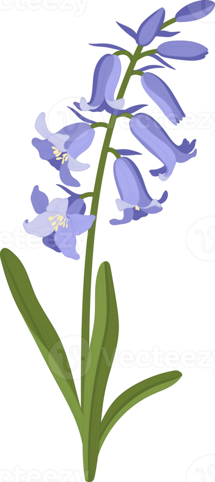 bluebell flower hand drawn illustration. png