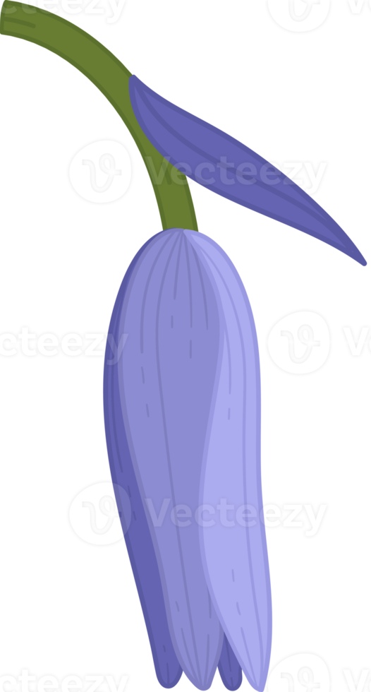 bluebell flower hand drawn illustration. png