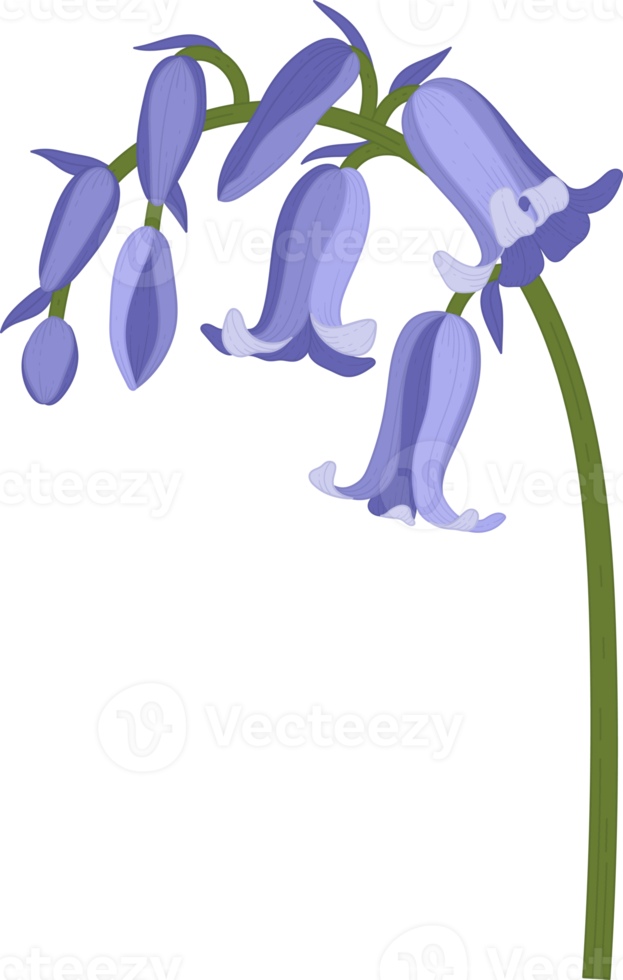 bluebell flower hand drawn illustration. png