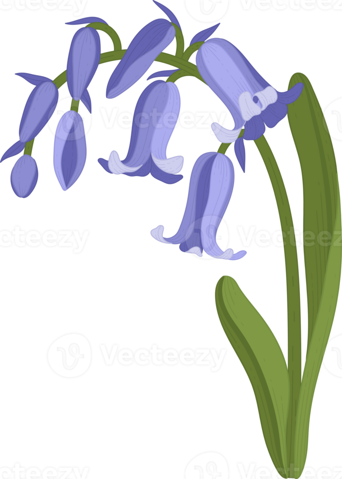 bluebell flower hand drawn illustration. png