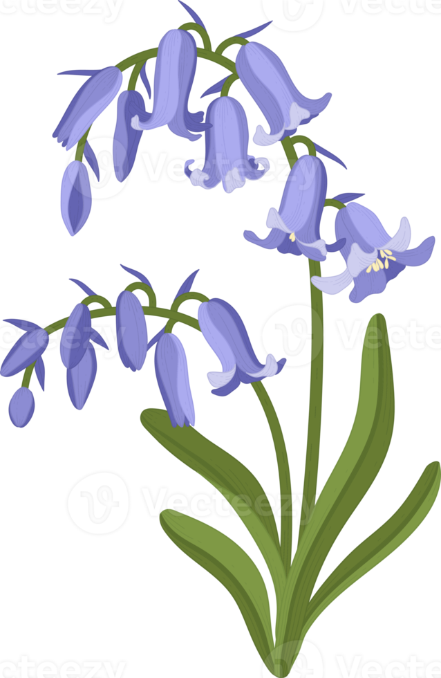 bluebell flower hand drawn illustration. png