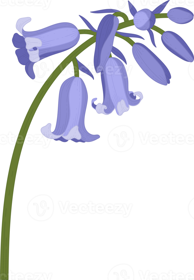 bluebell flower hand drawn illustration. png