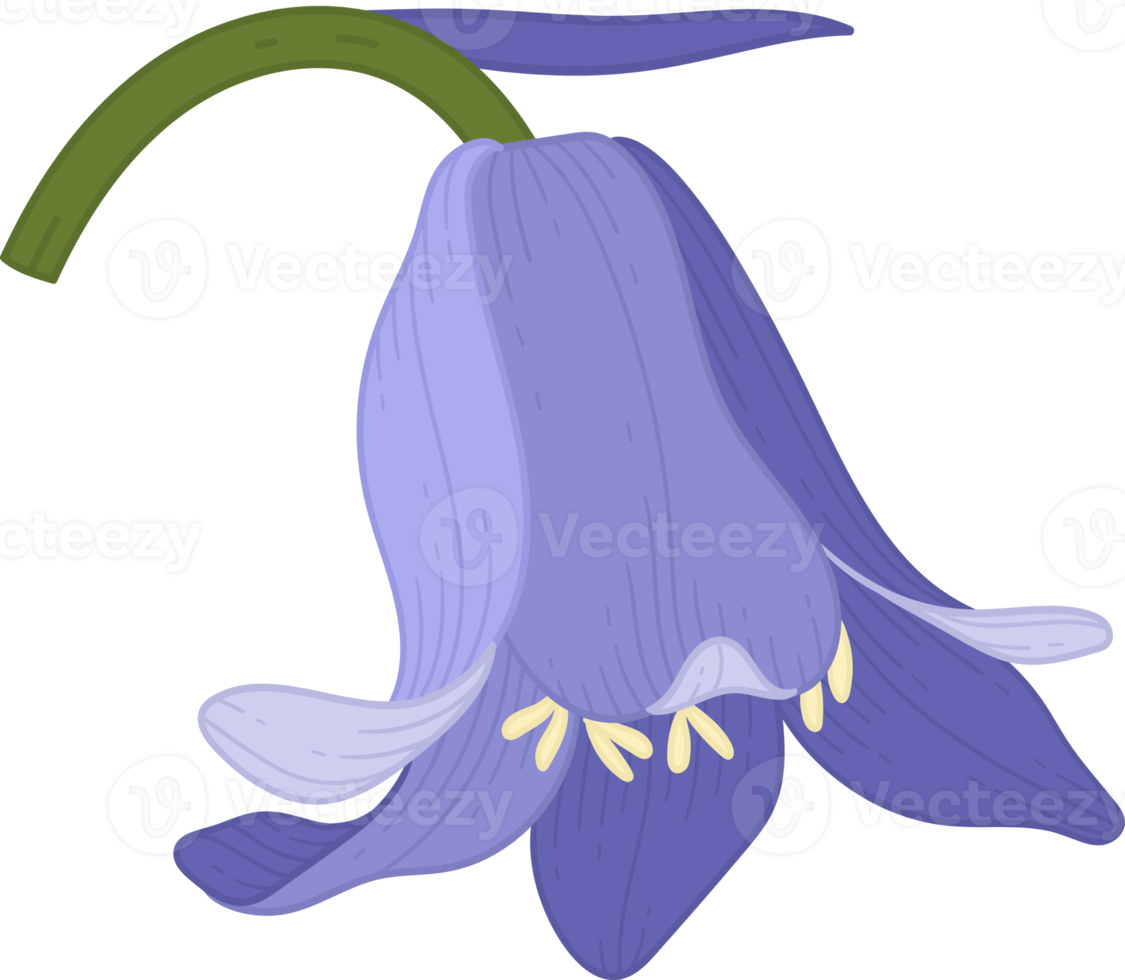 illustrazione disegnata a mano del fiore di campanula. png