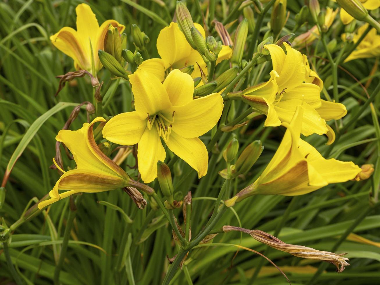 Hemerocallis daylilies Lemon Bells flowering in a garden photo