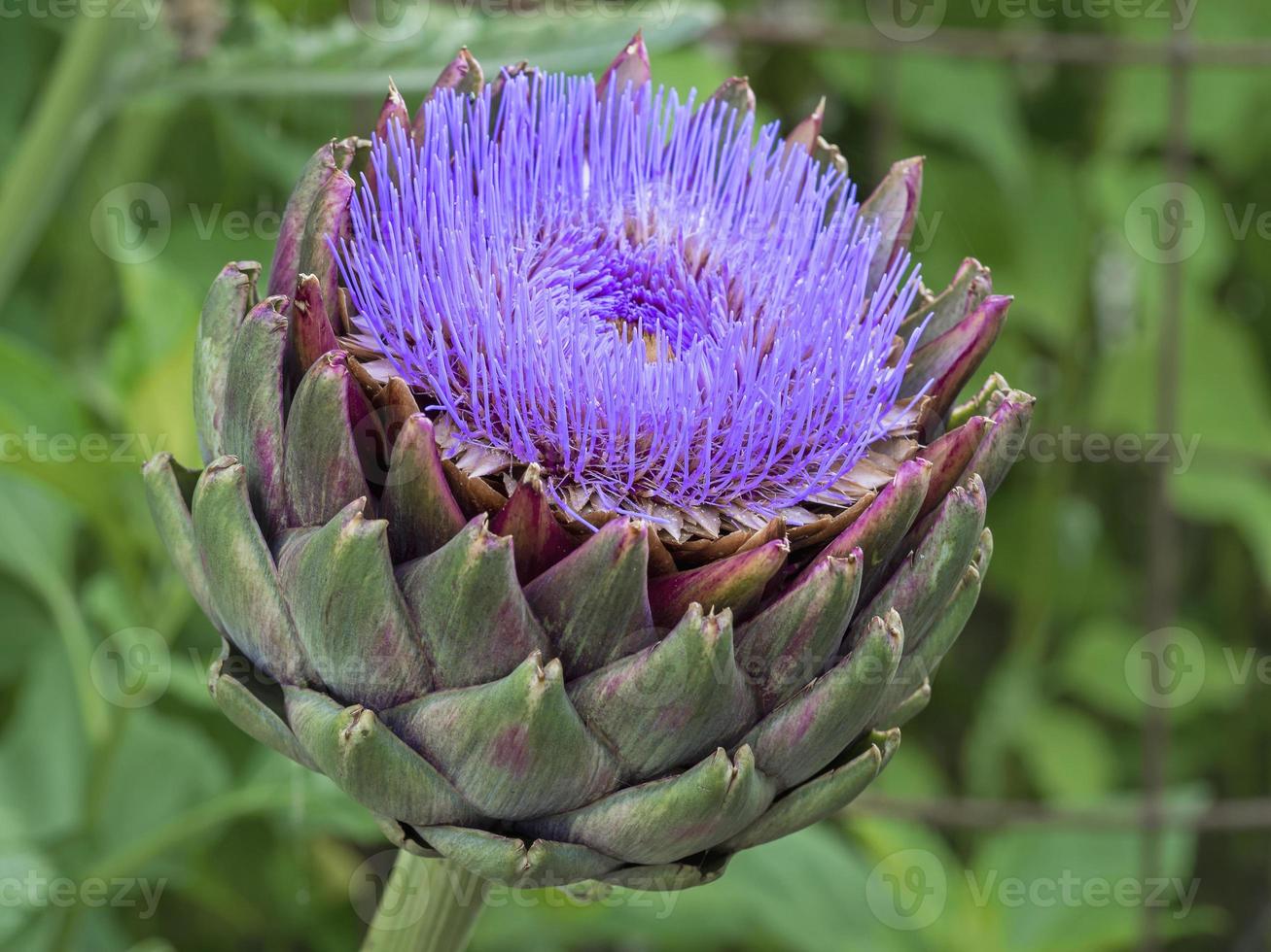 Artichoke in flower with purple petals in a garden photo