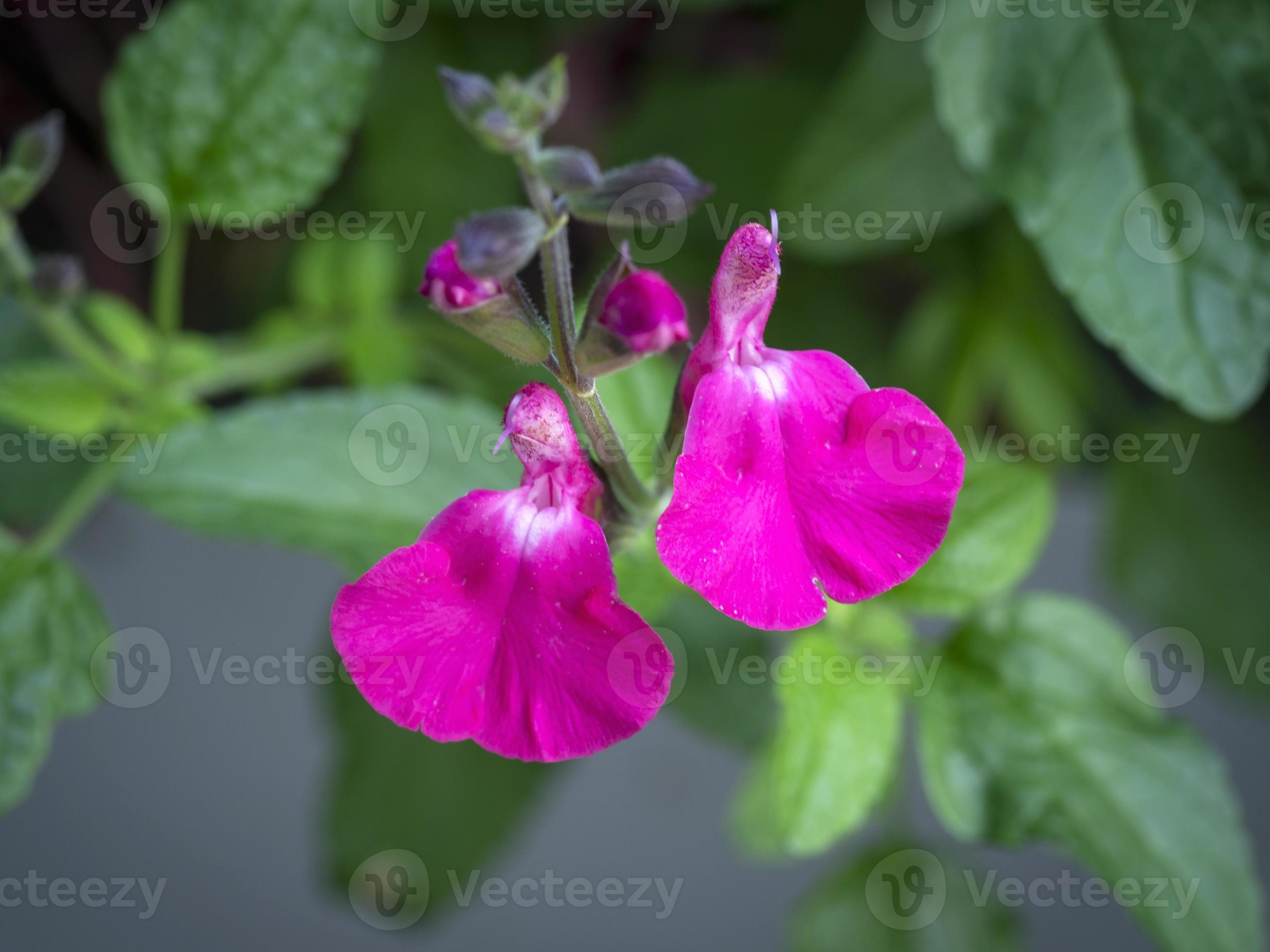 Closeup of tiny pink flowers of Salvia Orchid Glow 9837107 Stock Photo
