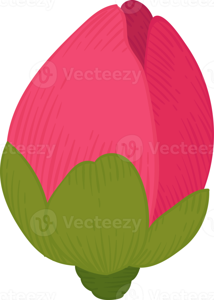 illustrazione disegnata a mano del fiore della camelia rosa. png