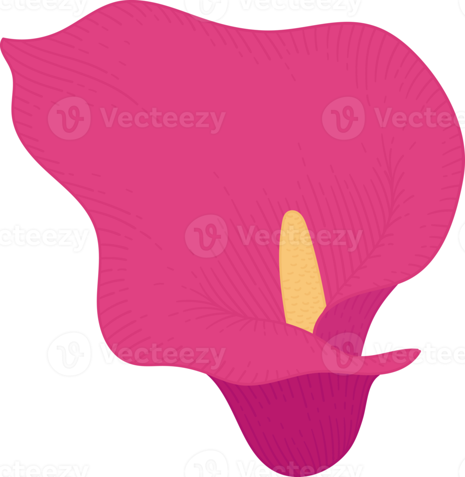 Pink calla lily flower hand drawn illustration. png