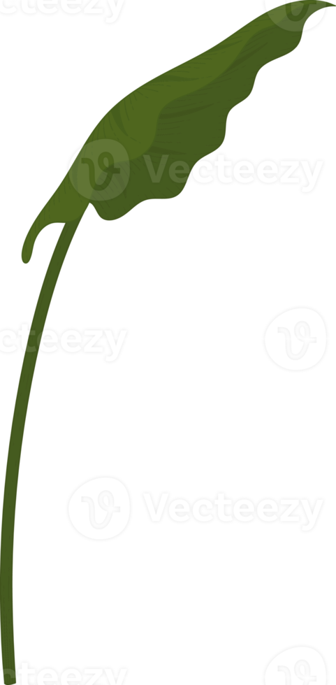 Calla-Lilienblatt handgezeichnete Illustration. png