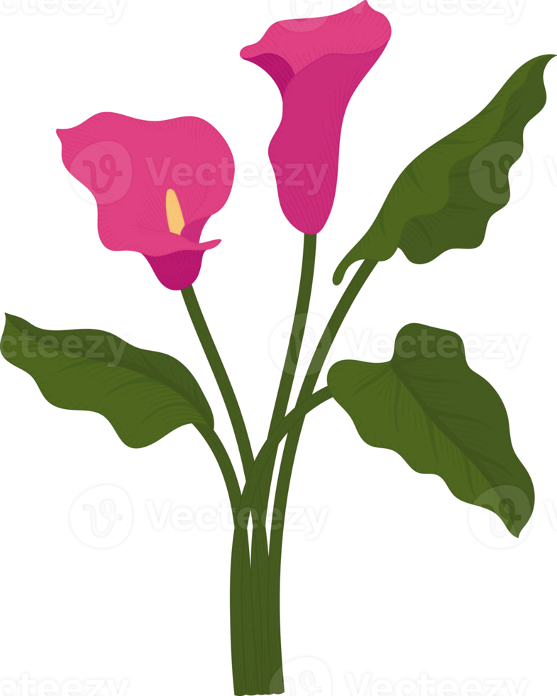 illustrazione disegnata a mano del fiore del giglio di calla rosa. png