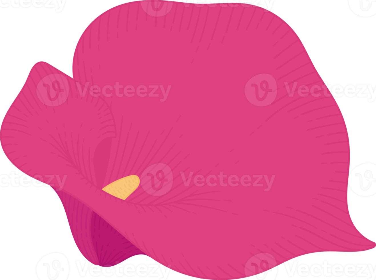 Pink calla lily flower hand drawn illustration. png