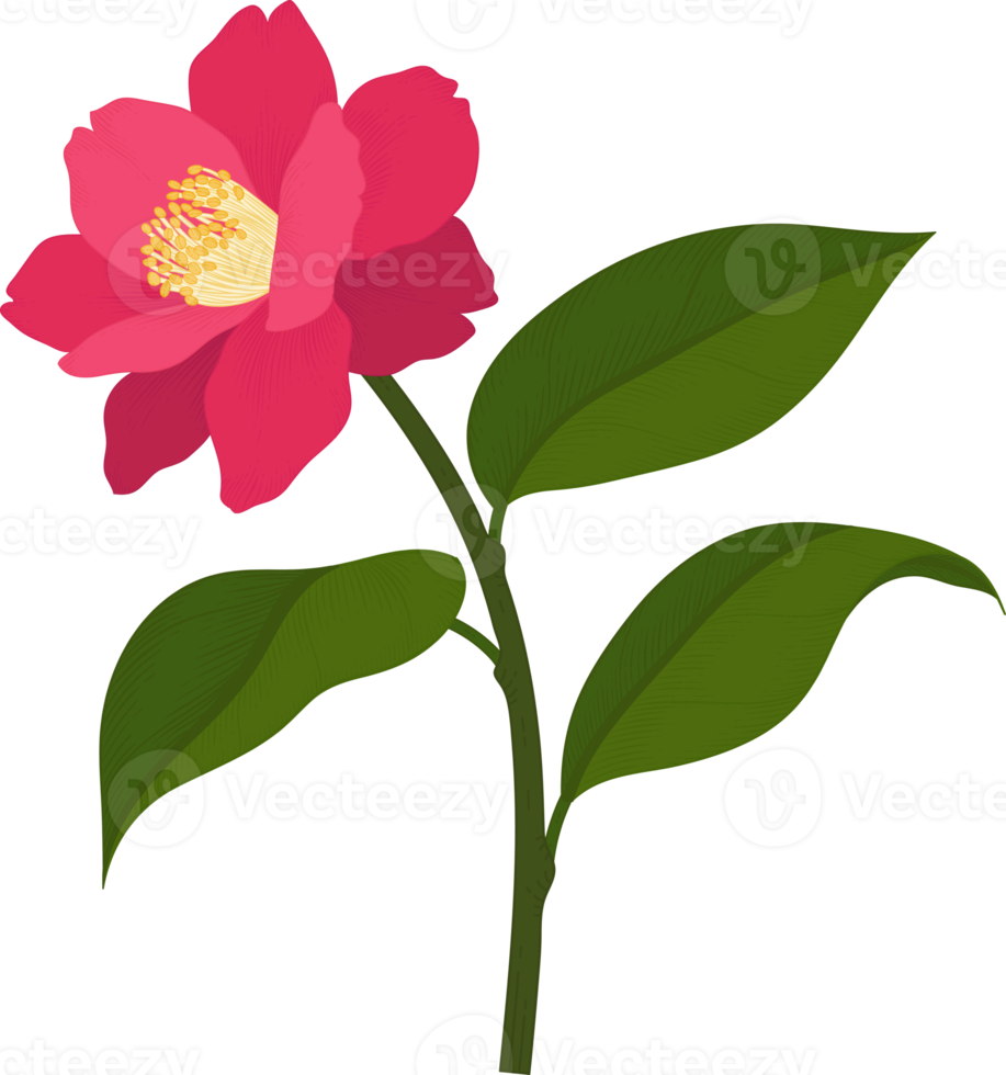 rosa camellia blomma handritad illustration. png