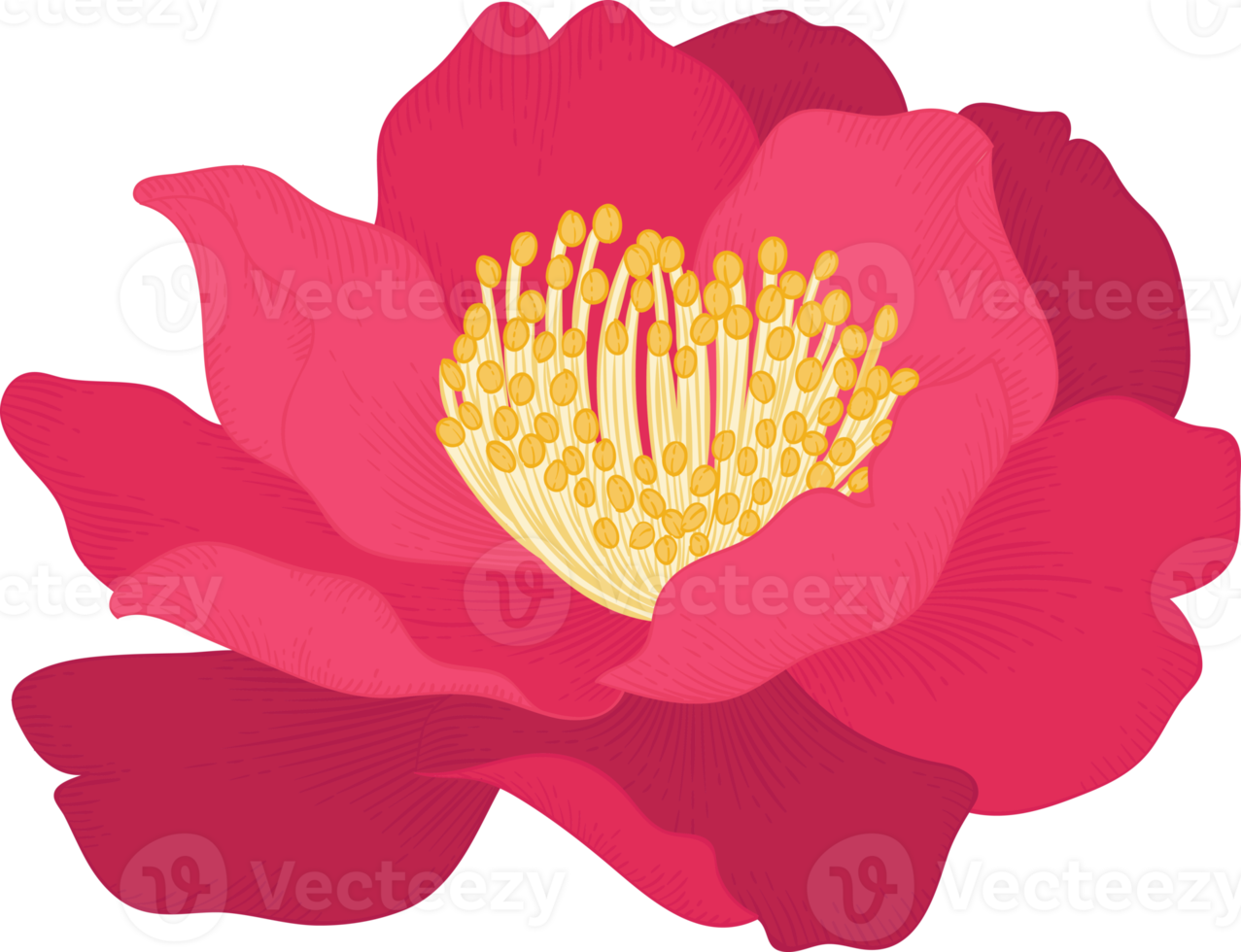 ilustración de dibujado a mano de flor de camelia rosa. png