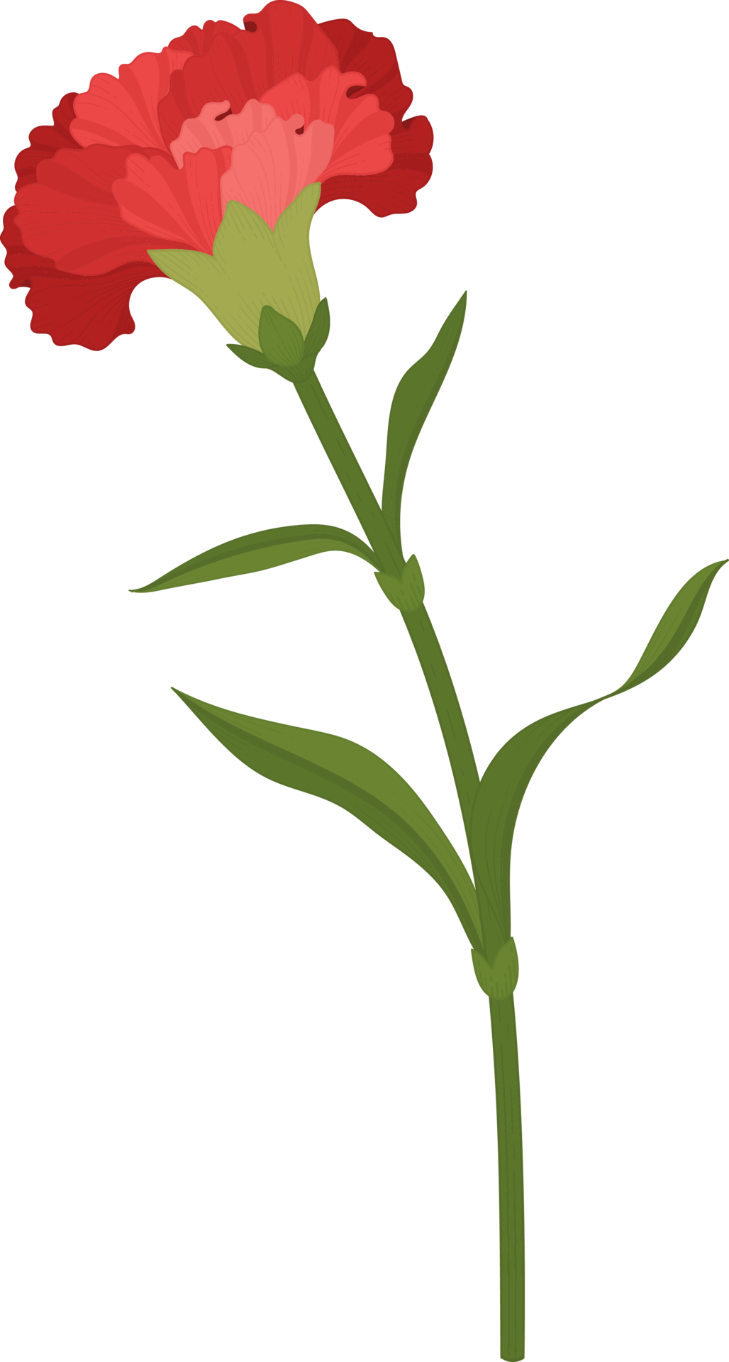 red carnation flower hand drawn illustration. 9837135 PNG