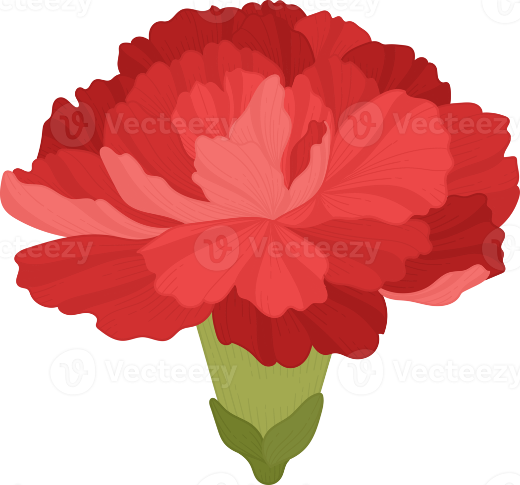 red carnation flower hand drawn illustration. png