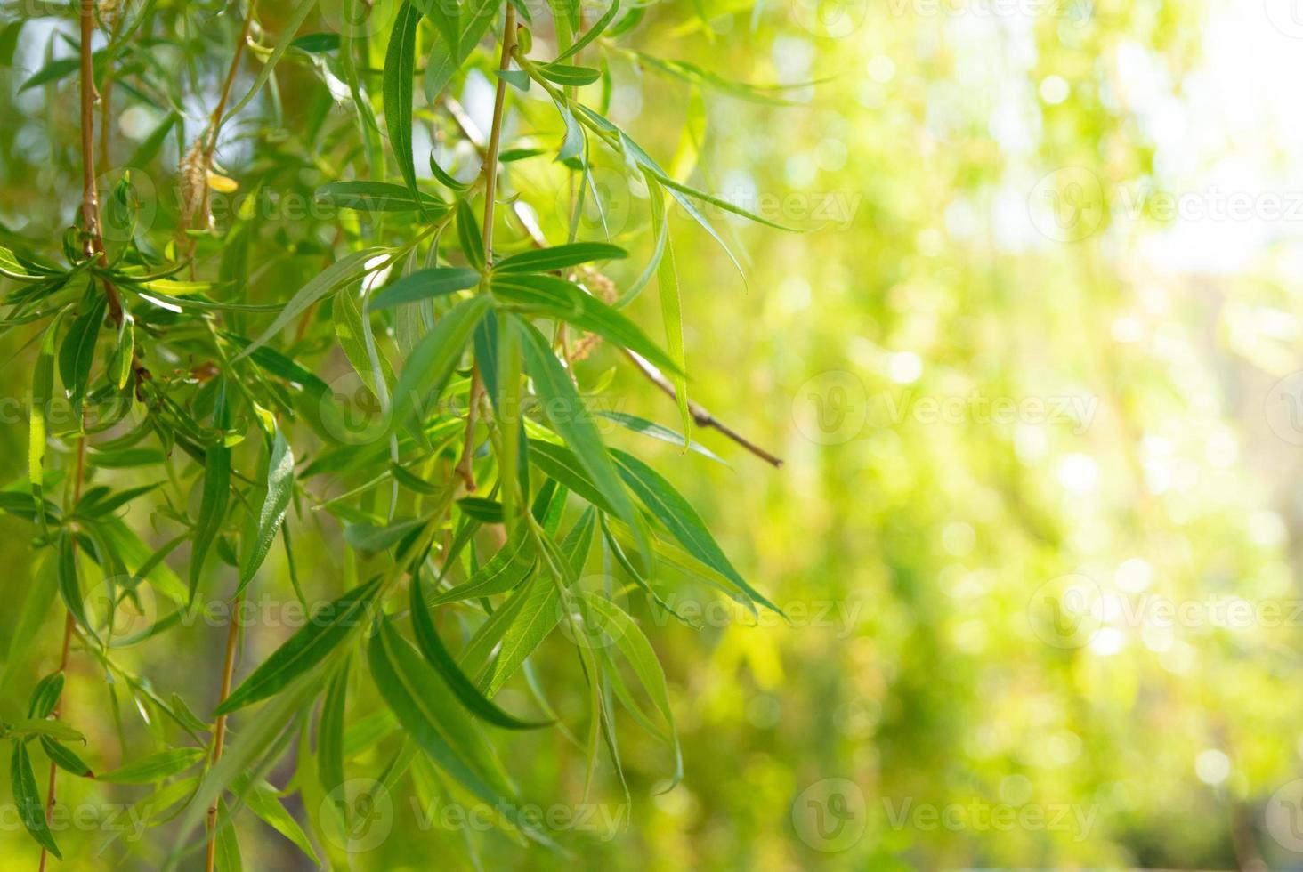 Green young spring leaves from willow tree. Variable focus photo