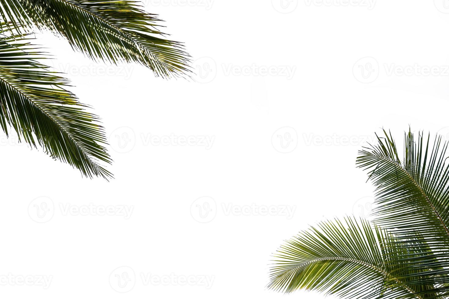 Coconut palm leaves with isolated on white background photo