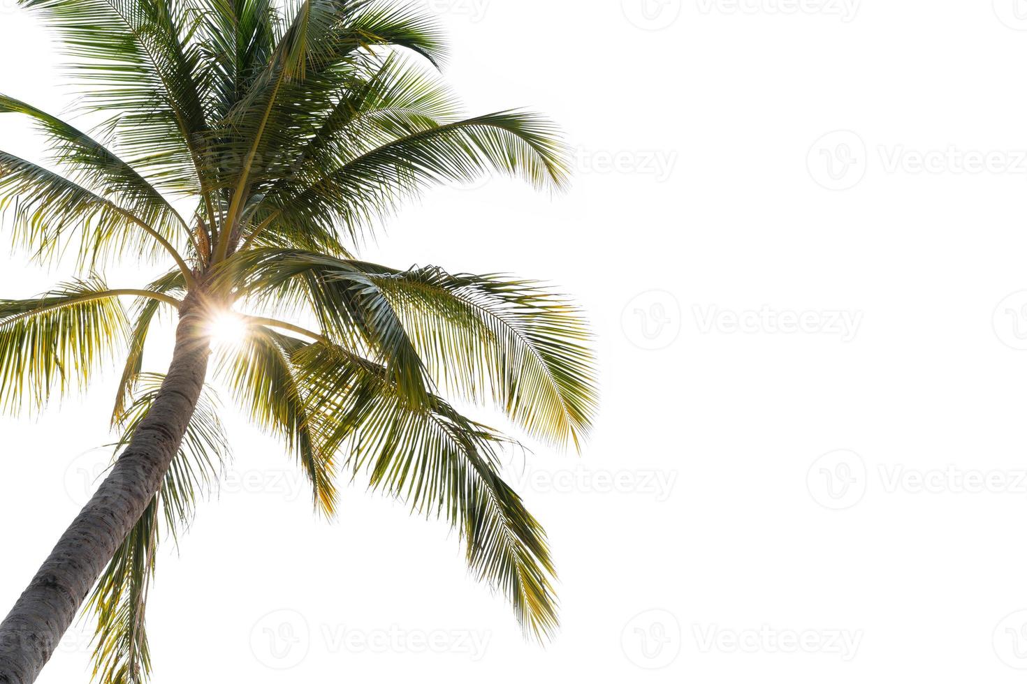 Coconut palm tree with sun light isolated on white background photo