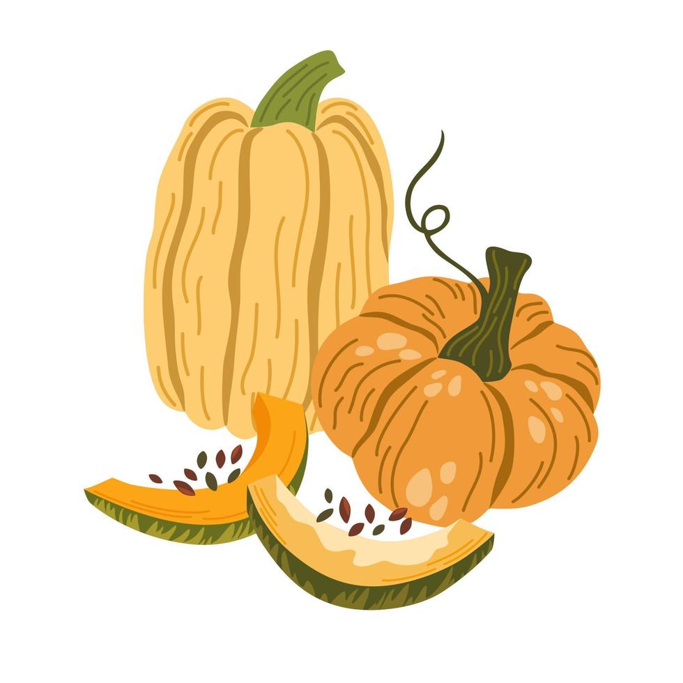 Pumpkins. Autumn composition with pumpkins. Fresh vegetables. Harvesting. Invitation to the Thanksgiving of the autumn season. Vector flat cartoon illustration isolated on the white background.