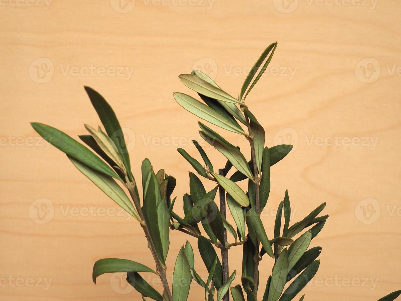 Palm Sunday olive branch photo