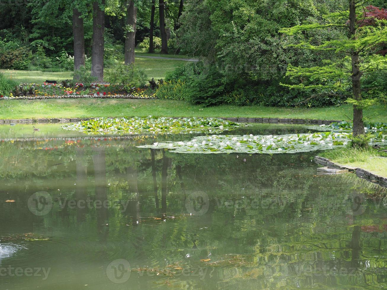 water lily plant scient. name Nymphaea in a pond photo