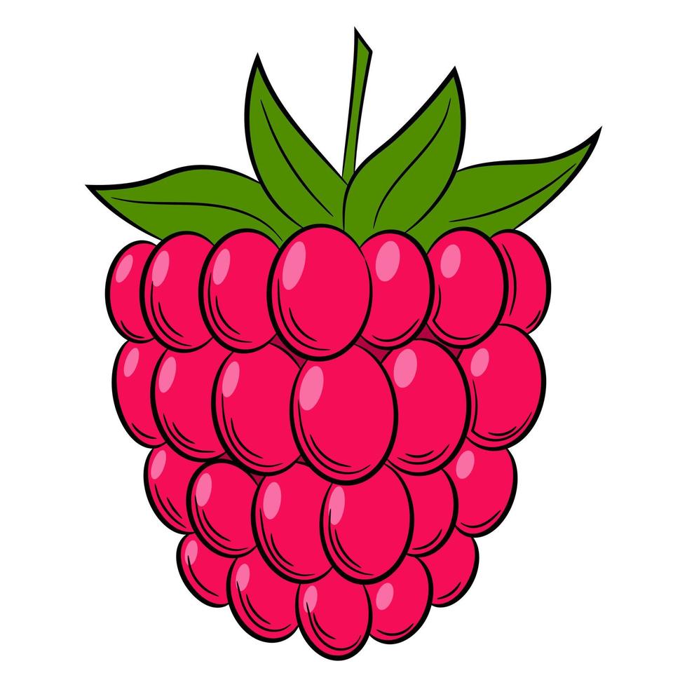 BlackBerry, raspberry, stone bramble,berry in a linear style. Colorful vector decorative element, drawn by hand.