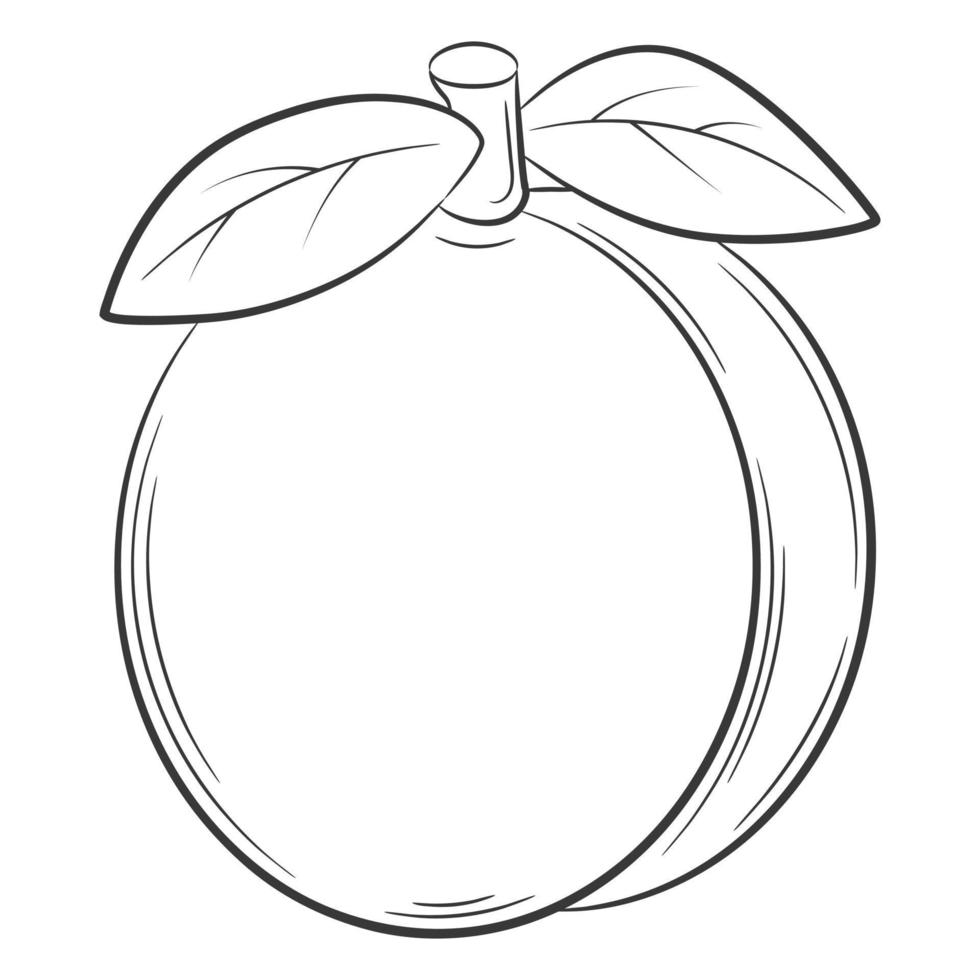 Peach, apricot,fruit in a linear style. Black and white vector decorative element, drawn by hand.Isolated on white background.