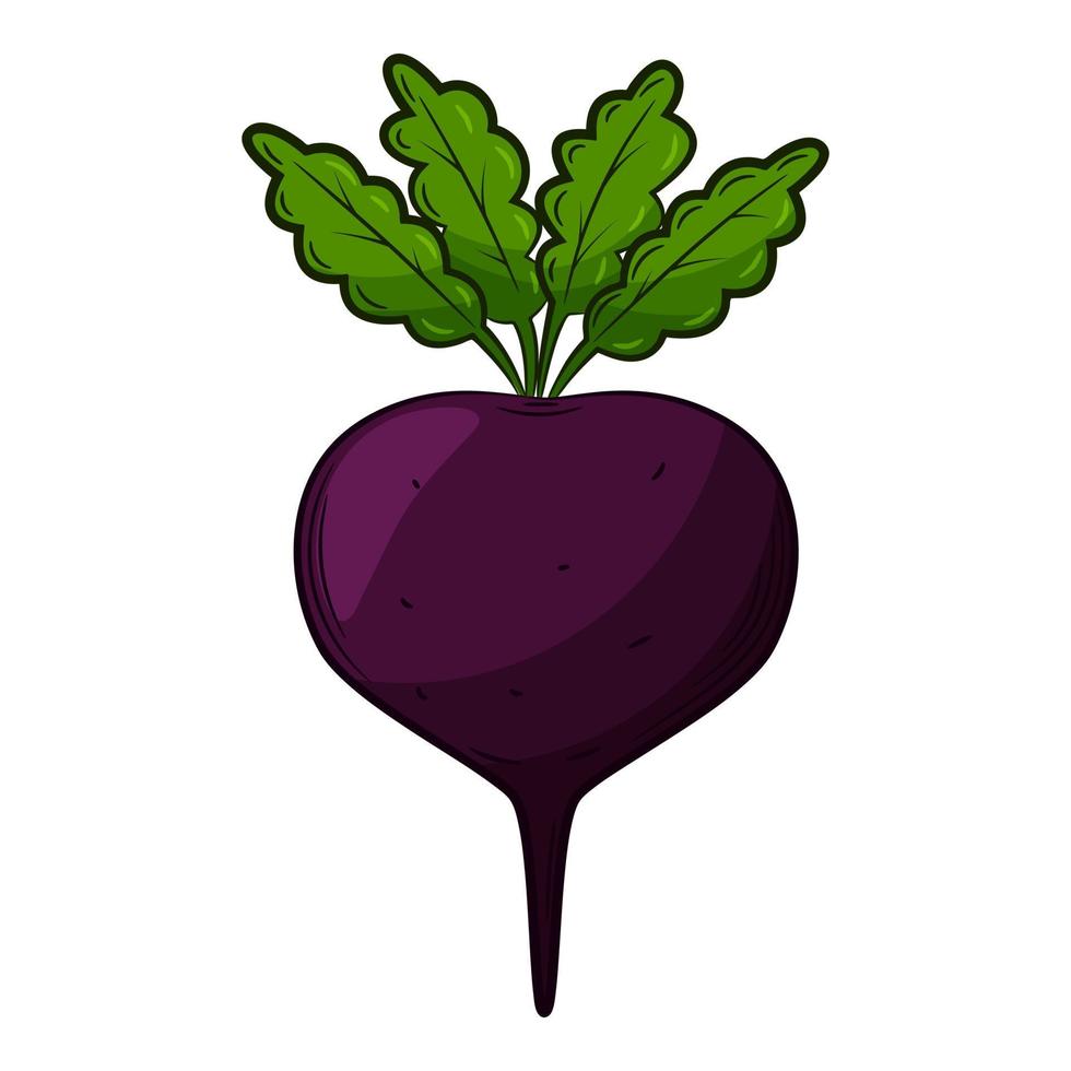 Beet. A vegetable in a linear style, drawn by hand. Food ingredient, design element.Color vector illustration with outline. Isolated on a white background.