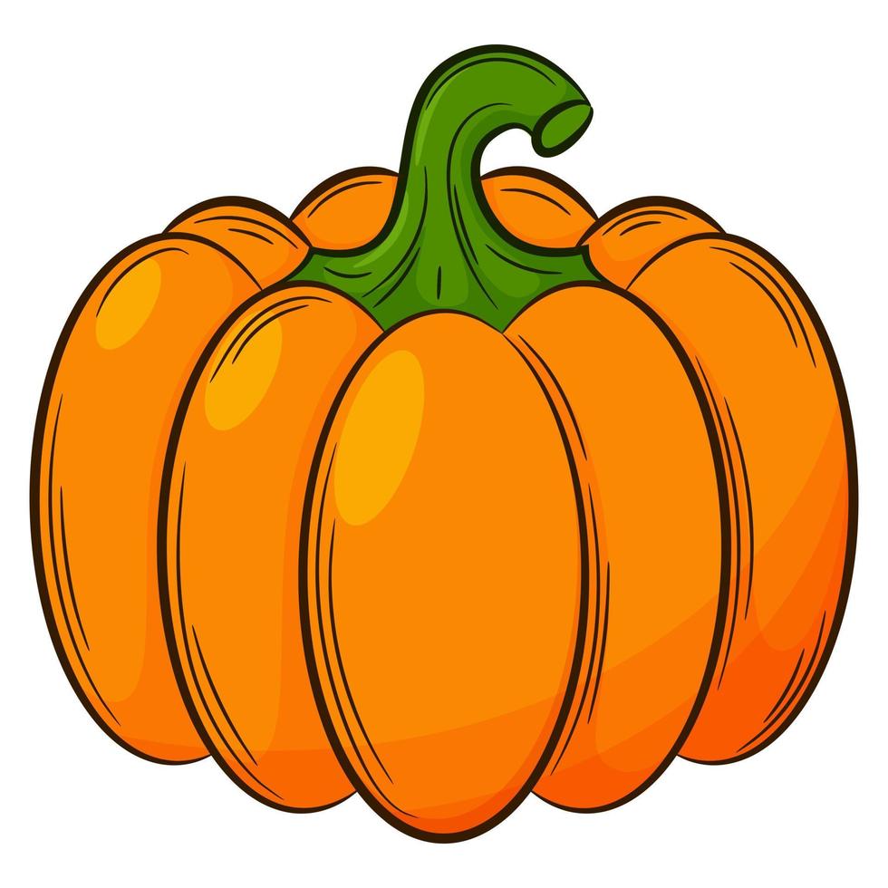 Whole pumpkin. A vegetable in a linear style, drawn by hand. Food ingredient, design element.Color vector illustration with outline. Isolated on a white background